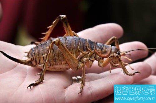 自然界中的巨型昆虫——巨沙螽