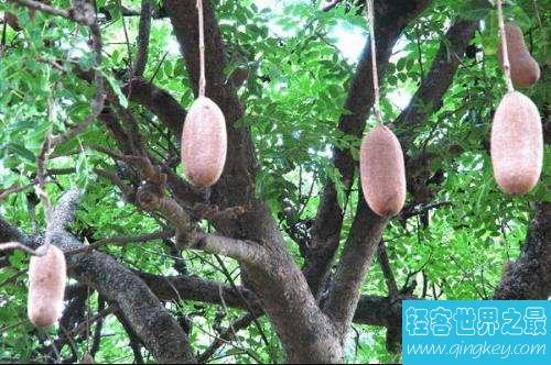 香肠树的特点与形态介绍 不仅可以美容还能治皮肤病