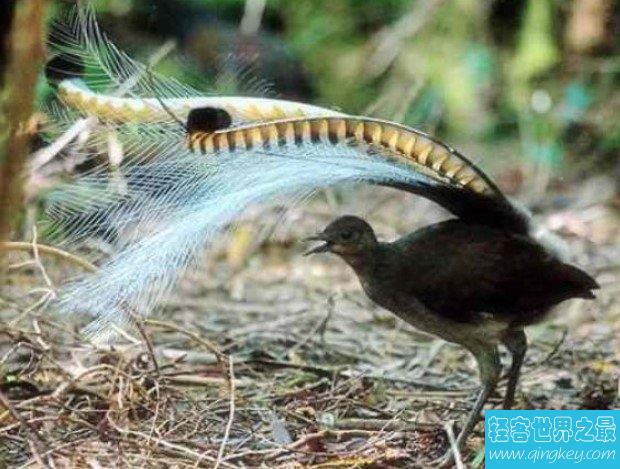 世界上最神奇的鸟，琴鸟能模仿一切声音