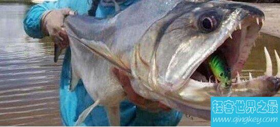 牙齿最锋利的鱼，吸血鬼鱼
