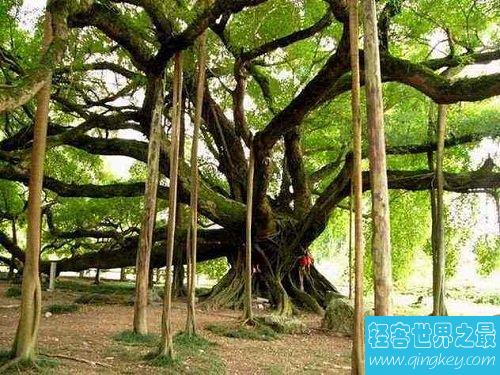世界上最大的树冠，一棵树秒杀整片森林！