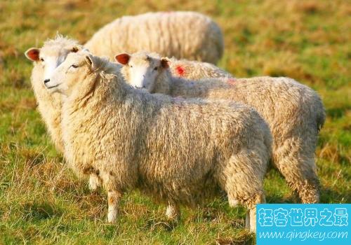 世界上养羊最多的国家，非澳大利亚莫属。