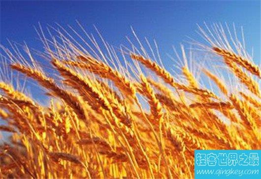 中国小麦产量排名，河南不愧是农业大省