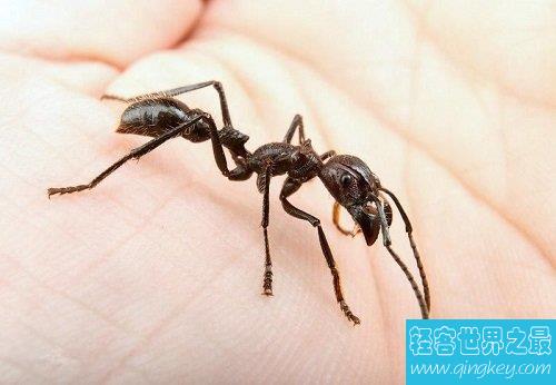 世界十大可怕蚂蚁，每一种都让人毛骨悚然！