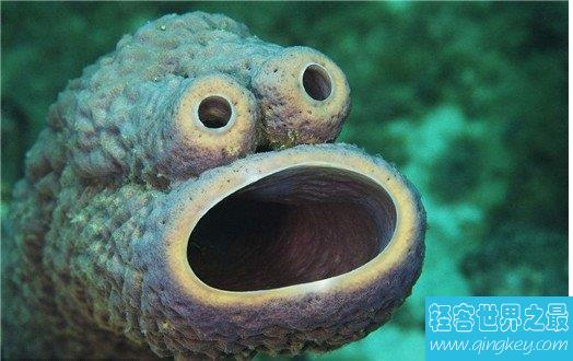 十大怪异的海洋生物，“海绵宝宝”真的存在海底