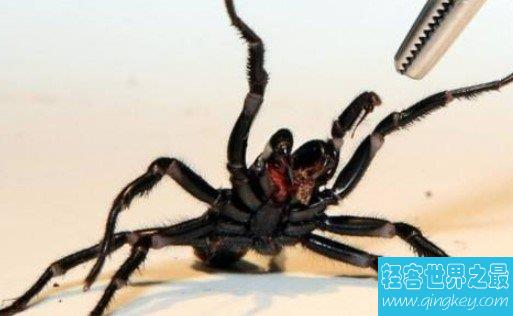世界上最致命的蜘蛛，毒液杀死8人