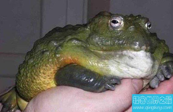 世界上最凶猛的青蛙，能跳近4米高，3米远
