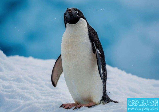 最像企鹅的动物，早在1844年就已经灭绝