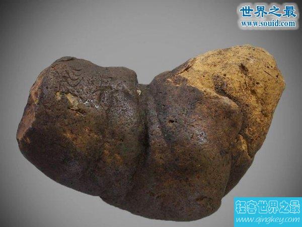 世界上保存最久的屎，来自12000年前的粪化石