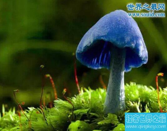 世界十大最奇怪的蘑菇，天蓝蘑菇颜色最鲜艳