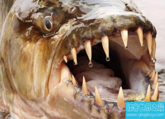 世界上真正的海洋霸主，32根锋利牙齿的凶猛怪鱼