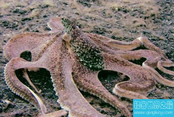 海洋中最会伪装的动物——拟态章鱼