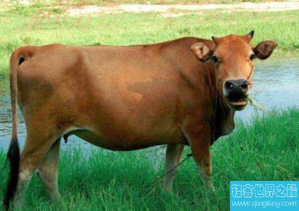 世界上牛最多的国家，占全球四分之一，却不吃牛