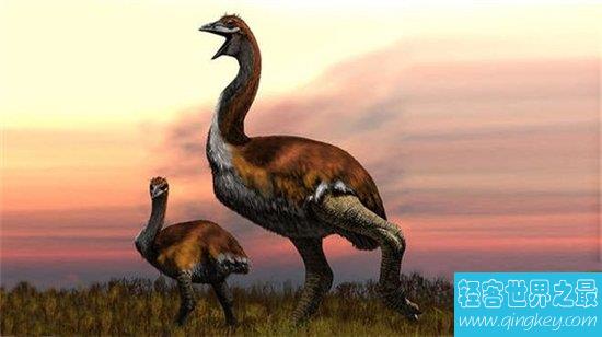 世界上最大的鸟叫做象鸟，身高可达三米多体重惊人