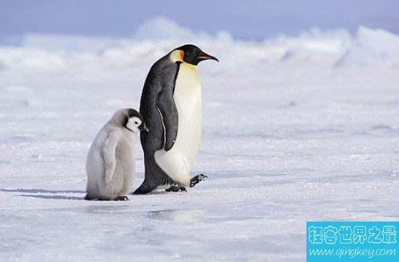 世界上最大的企鹅，最高纪录可以达到120厘米