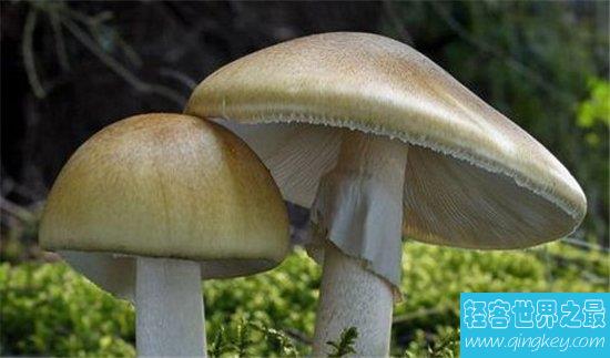 世界上最毒的十种蘑菇，外表诱人实则含有剧毒！