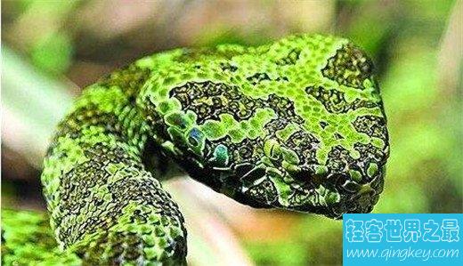 世界上最贵的毒蛇，中国莽山烙铁头（黑市价百万）