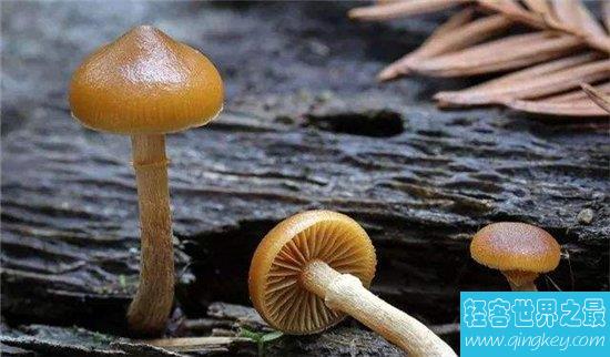 全球十大最致命的蘑菇，见到千万要远离！