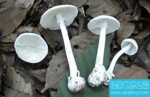 世界上最毒的蘑菇，五十克的致命白毒伞就足够毒死一个成年人