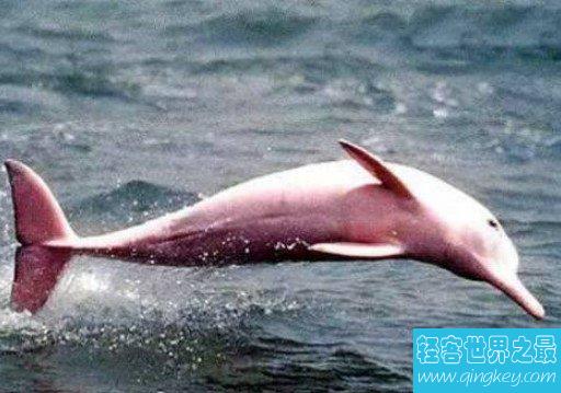 世界上最罕见的海豚，全身粉色，十分美丽