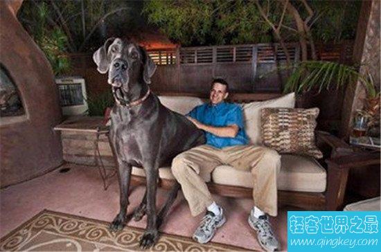 世界最高大的狗——乔治，体型大到你吃惊！