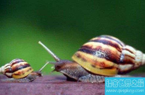 世界上最美丽的蜗牛，可以覆盖一个人的手掌