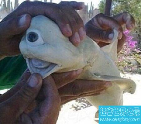 奇怪的独眼鲨鱼会吃人吗，和普通鲨鱼真的不一样