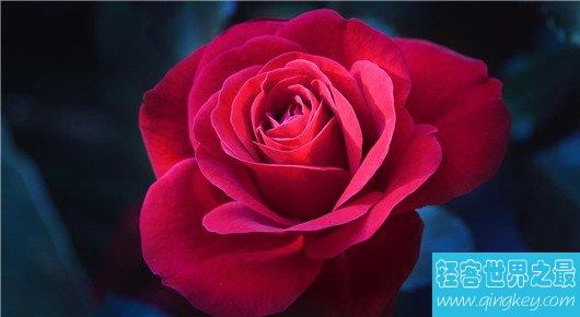 世界上十种最美的玫瑰花，情人之间最好的礼物