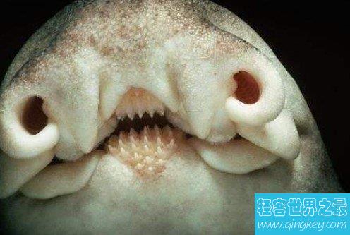 史上最可爱的鲨鱼，不会咬人，时刻在微笑