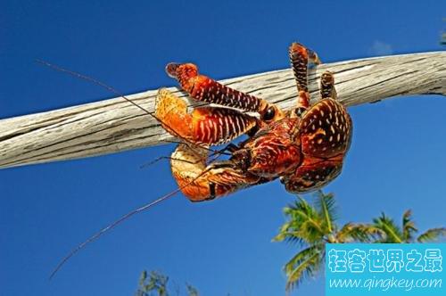 世界上最大的陆生螃蟹，体型长达一米！