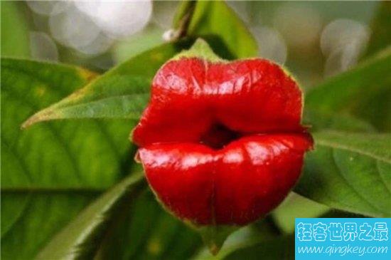 嘴唇花外形像涂了口红的嘴唇，天然生长不经过处理