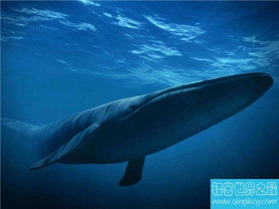世界上最大的动物，蓝鲸可以长到两个篮球场那么大