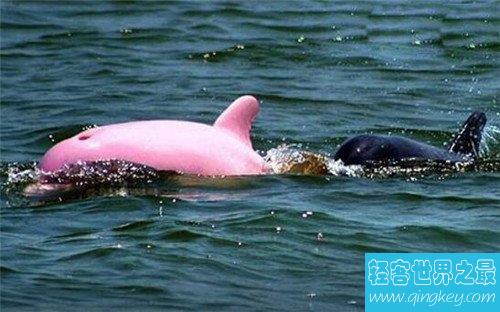 粉红瓶鼻海豚首次被发现，如今已划入保护动物