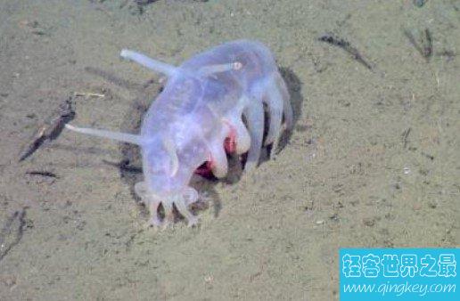 世界上最难看的生物海猪，竟然给我看吐了