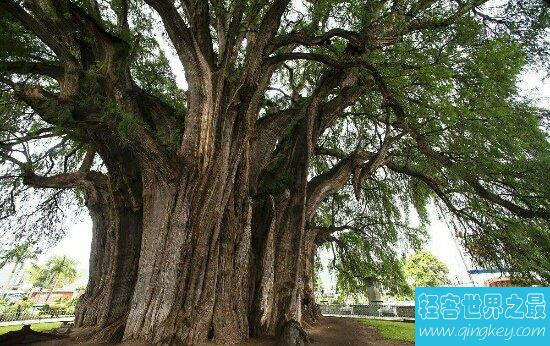 揭秘世界上最大的树 唯一用照相机拍不出全身的树