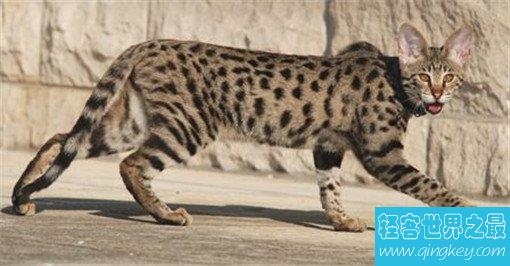 最大的猫排行榜前十名，最大热带草原猫体长超过半米