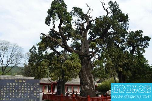 中国十大名树，凤凰松竟有1400年的历史！