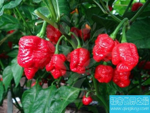 世界上最辣的辣椒是哪种 美国培育超级辣椒因辣不能食用