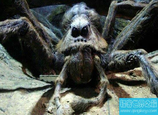 盘点世界上最大的蜘蛛  以鸟为食 瞬间置人于死地