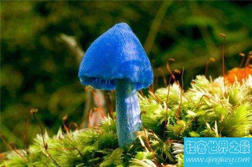 天蓝蘑菇能吃吗 一款出现在漫画中的天蓝色蘑菇