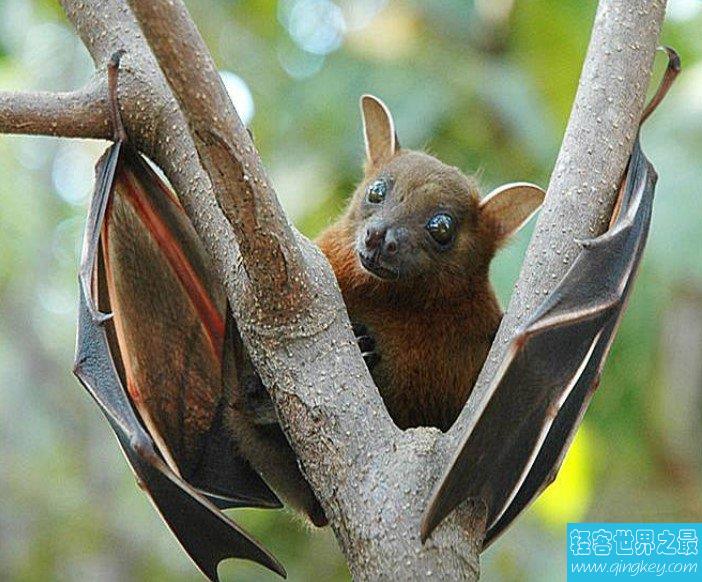 最大的蝙蝠，翼幅长达6英尺，要是会吸血你就惨了