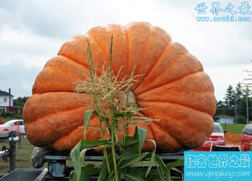 2017日本最大的南瓜，超大南瓜王(重达830斤)