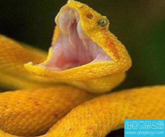 世界上最神秘的蛇，能够躲藏自己还具有毒性的变色蛇