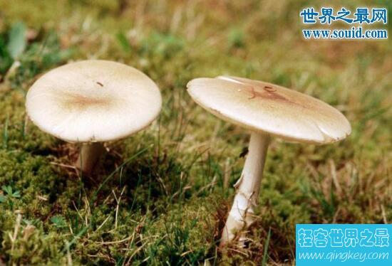 世界上最毒的蘑菇，死亡帽(0.03克即可致人死亡)