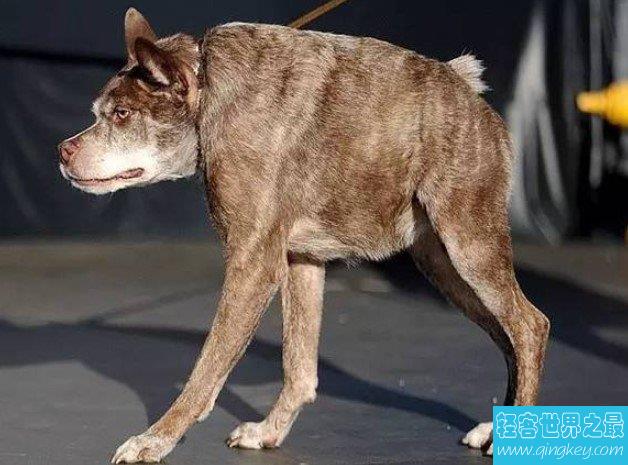 世界最丑的狗狗大比拼，最丑冠军可获1500美金！