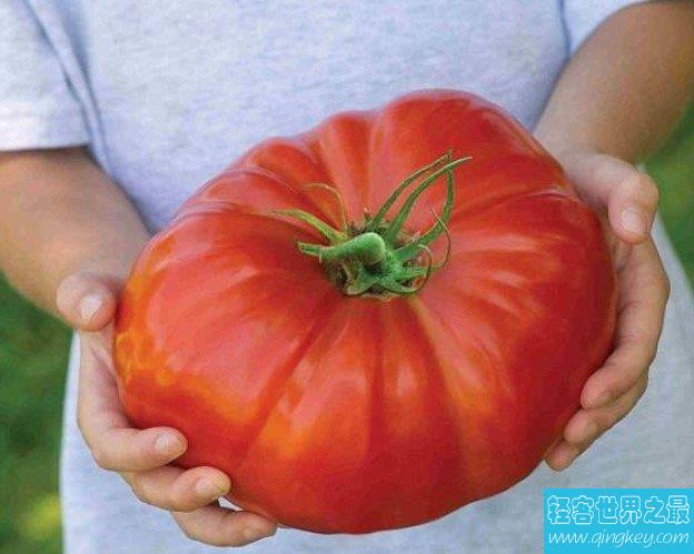 世界上最大番茄，喜提1.1公斤