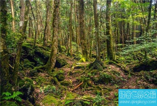 日本自杀森林尸体数量上升，导致其阴森恐怖无人靠近