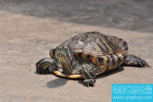 世界上最大的乌龟巴西龟 可是巴西龟能长多大呢