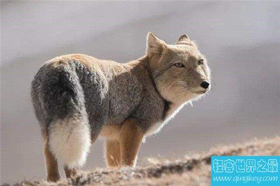 世界上最丑的狐狸，没错就是它——藏狐