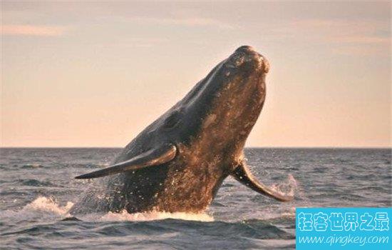 世界上最大的十种鲸鱼，不少鲸鱼都已濒临灭绝